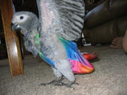 * Black palm cockatoo  * African Grey Parrot>>>>