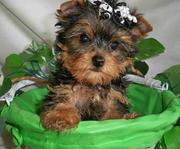 Yorkshire terrier puppies for sale